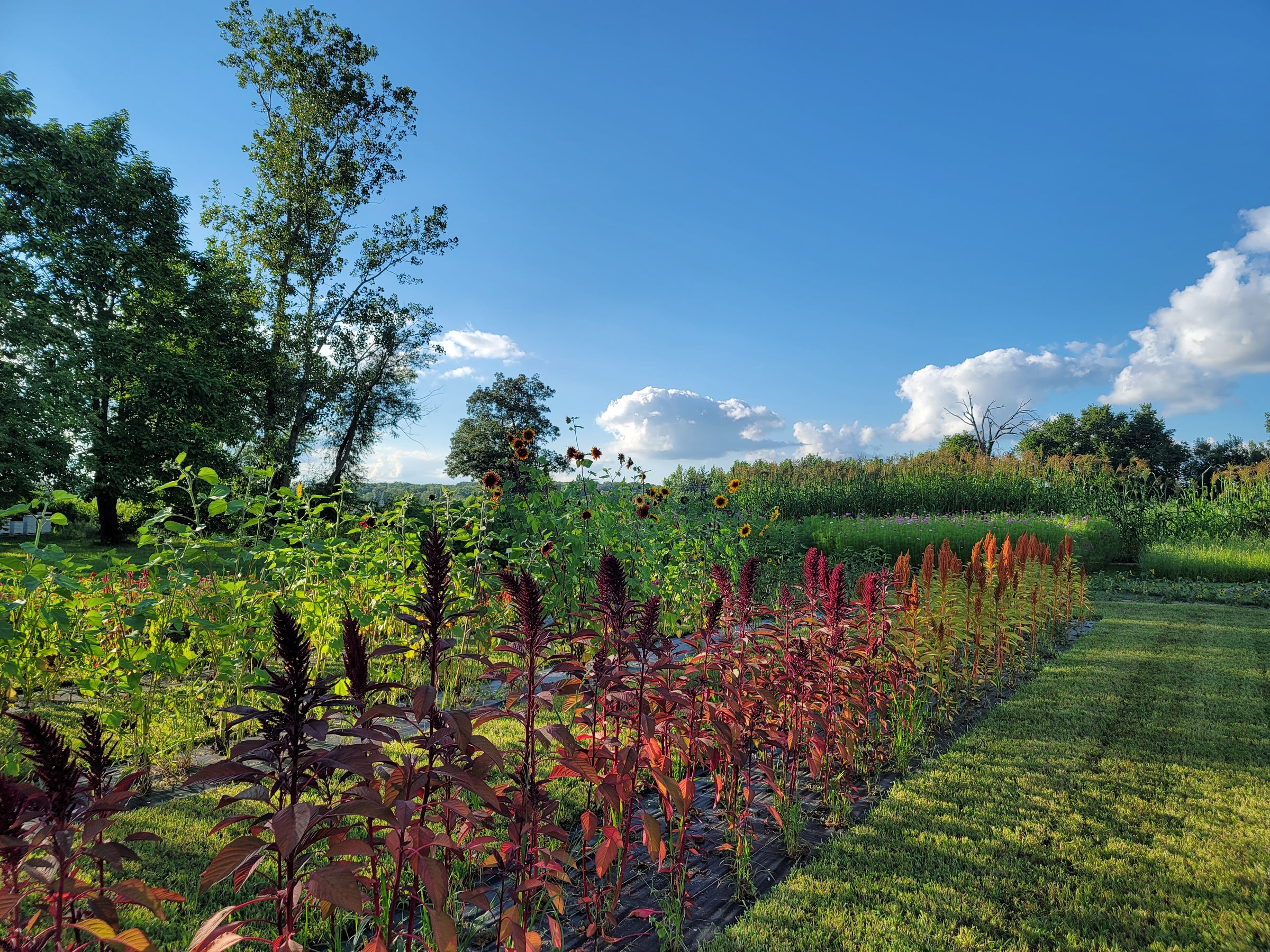 Bottle Opener - Wall Mounted — Fresh Cut by Shannon Family Farms | U-Pick  Flower Farm | Indiana